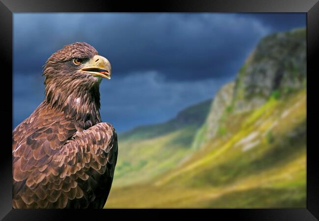 Golden Eagle in the Scottish Highlands Framed Print by Arterra 