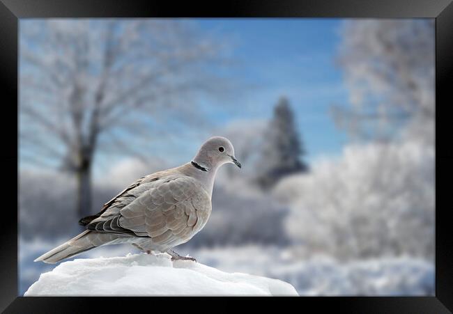Eurasian Collared Dove in Winter Framed Print by Arterra 