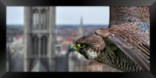 Peregrine Falcon in Flight over City Framed Print by Arterra 