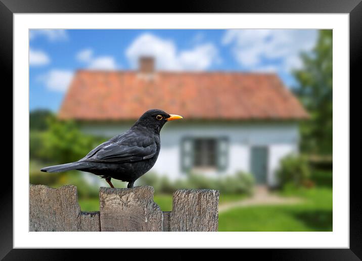 Blackbird on Old Garden Fence Framed Mounted Print by Arterra 
