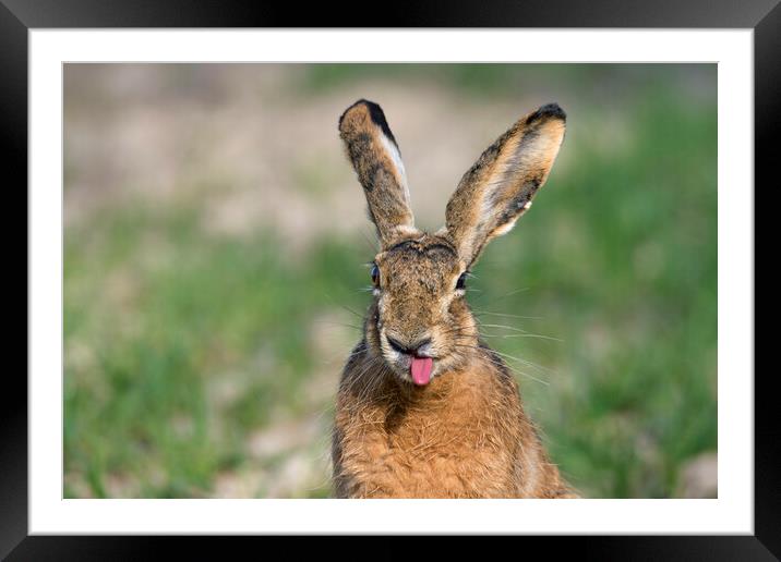 Brown Hare Sticking Tongue Out Framed Mounted Print by Arterra 