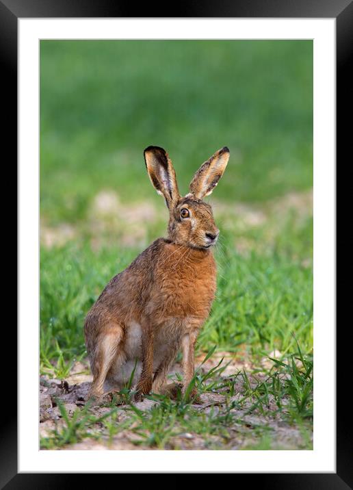 European Brown Hare Framed Mounted Print by Arterra 