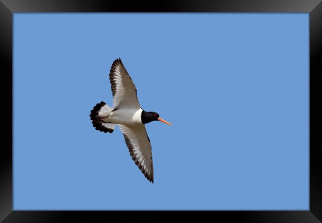 Oystercatcher in Flight Framed Print by Arterra 