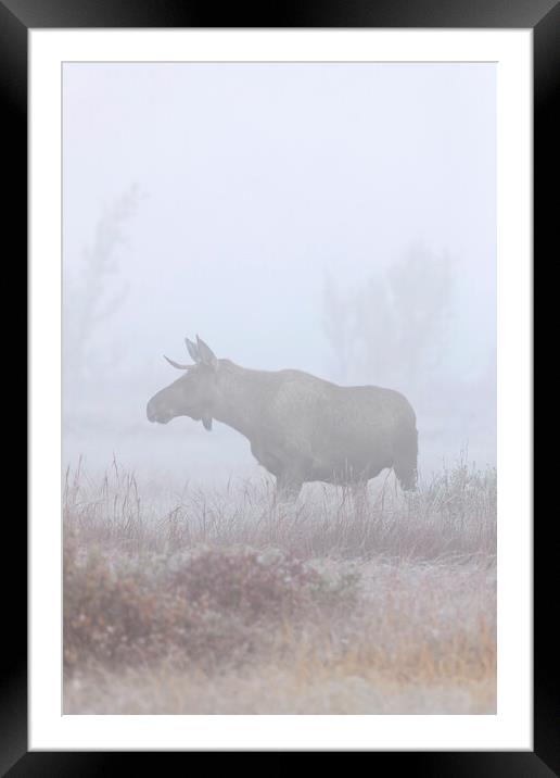 Moose in Thick Fog Framed Mounted Print by Arterra 
