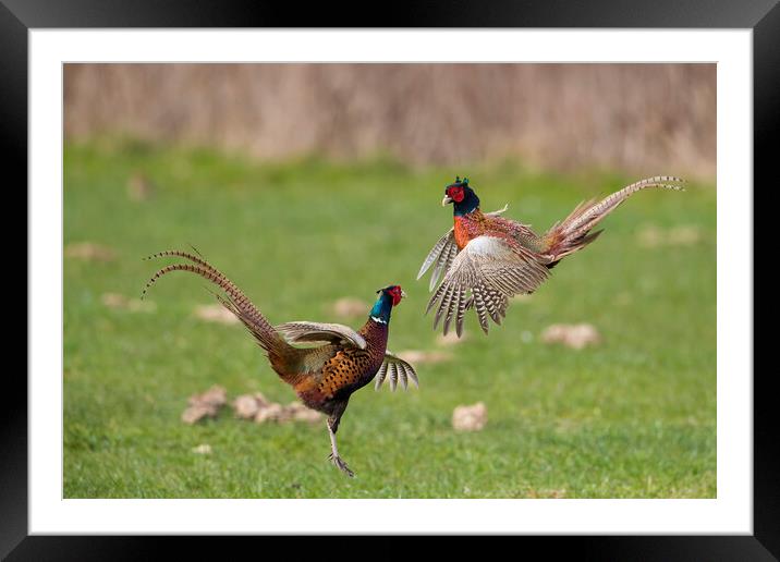 Fighting Pheasants in Meadow Framed Mounted Print by Arterra 