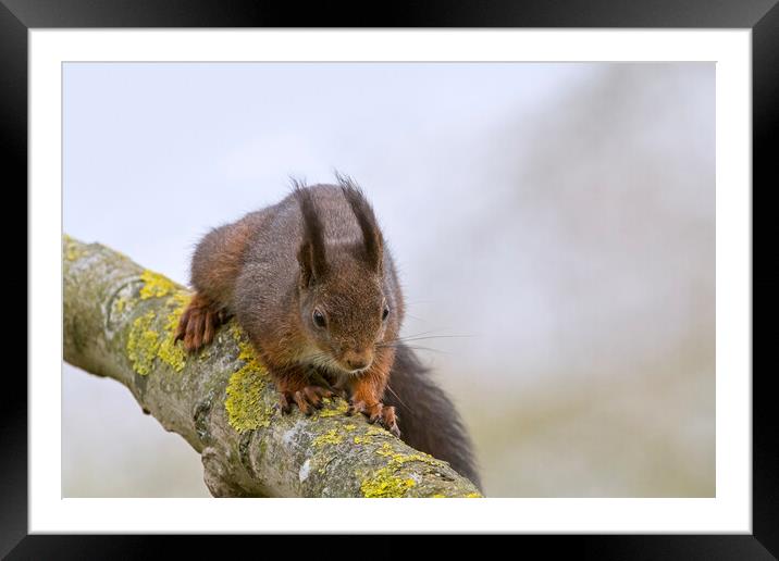 Red Squirrel on Branch Framed Mounted Print by Arterra 