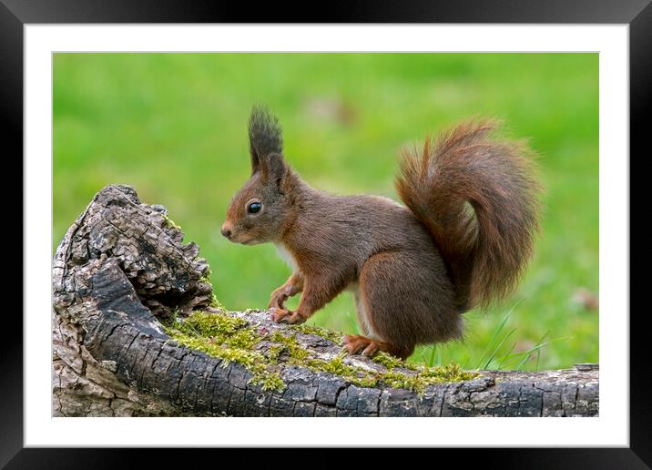Red Squirrel on Tree Stump Framed Mounted Print by Arterra 