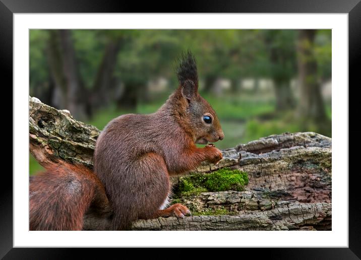 Red Squirrel Eating Nut in Woodland Framed Mounted Print by Arterra 