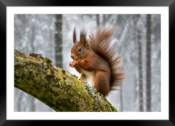 Scottish Red Squirrel in Tree in Winter Woodland Framed Mounted Print by Arterra 