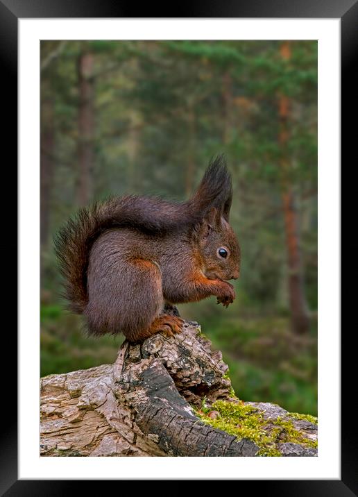 Red Squirrel Eating Nut in Wood Framed Mounted Print by Arterra 