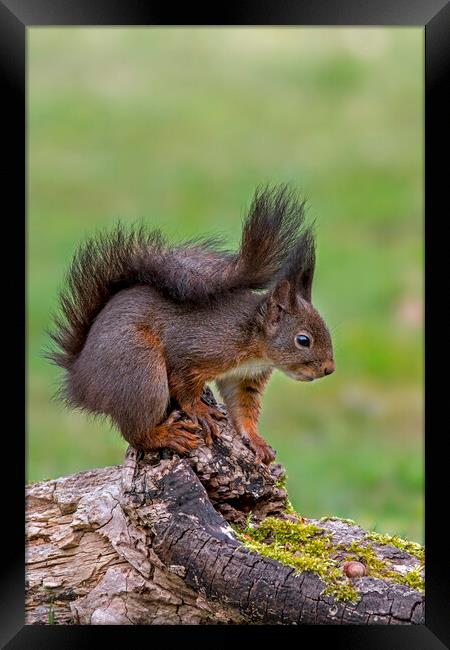 Red Squirrel on Tree Stump in Wood Framed Print by Arterra 