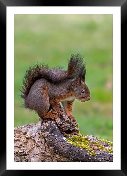 Red Squirrel on Tree Stump in Wood Framed Mounted Print by Arterra 