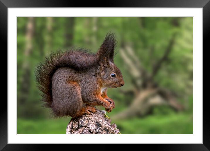 Red Squirrel in Forest in Spring Framed Mounted Print by Arterra 