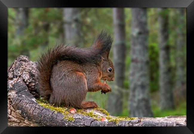 Scottish Red Squirrel Eating Nuts in Wood Framed Print by Arterra 