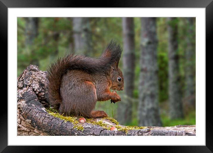 Scottish Red Squirrel Eating Nuts in Wood Framed Mounted Print by Arterra 