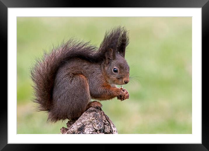 Cute Red Squirrel on Tree Stump Framed Mounted Print by Arterra 