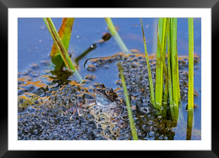 Brown Frog Among Frogspawn in Springtime Framed Mounted Print by Arterra 