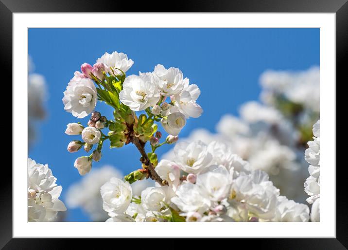 Japanese Cherry Tree Blossoming Framed Mounted Print by Arterra 