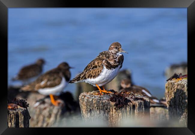 Ruddy Turnstones on Breakwater Framed Print by Arterra 