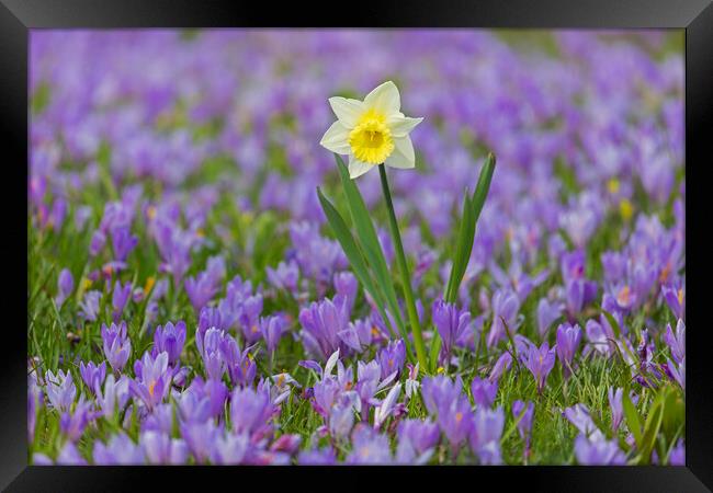 Daffodil and Crocuses Framed Print by Arterra 