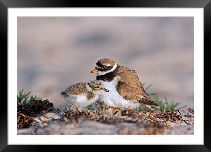 Ringed Plover with Chick on Beach Framed Mounted Print by Arterra 