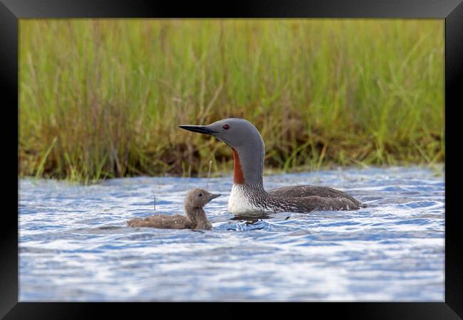 Red Throated Loon with Chick Framed Print by Arterra 
