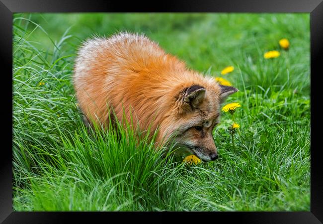 Red Fox Looking for Mice Framed Print by Arterra 