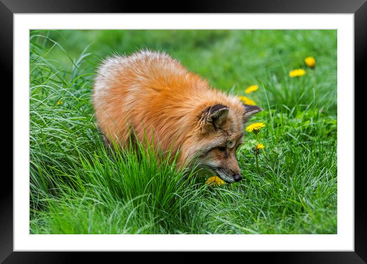 Red Fox Looking for Mice Framed Mounted Print by Arterra 