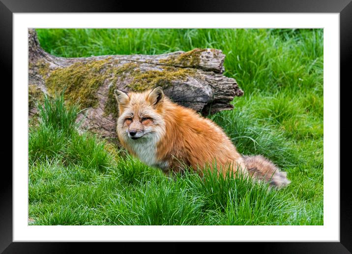 Red Fox in Grassland Framed Mounted Print by Arterra 