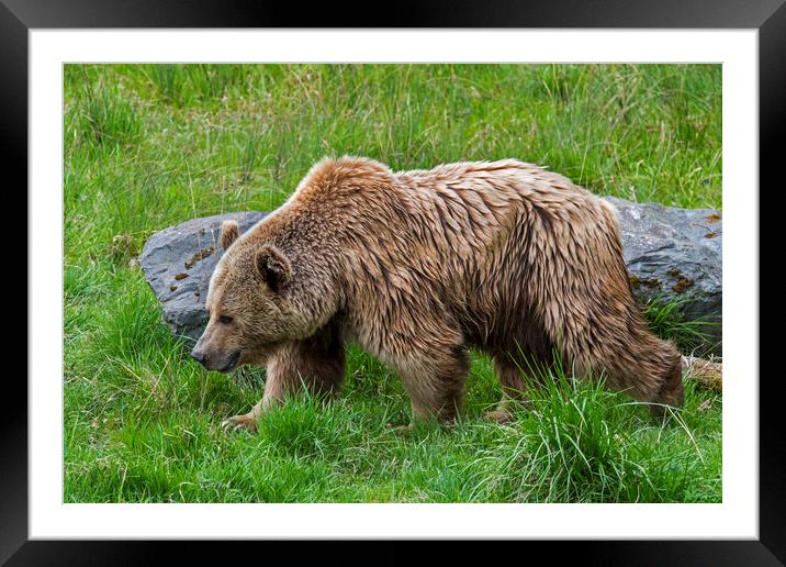 European Brown Bear in Meadow Framed Mounted Print by Arterra 