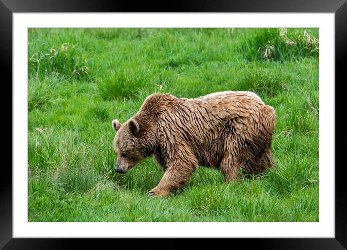 Brown Bear in Grassland Framed Mounted Print by Arterra 
