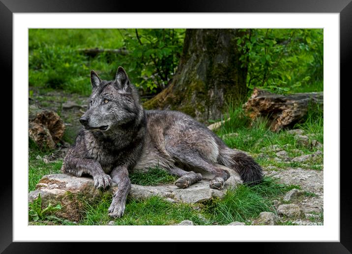 Black Wolf in Forest Framed Mounted Print by Arterra 