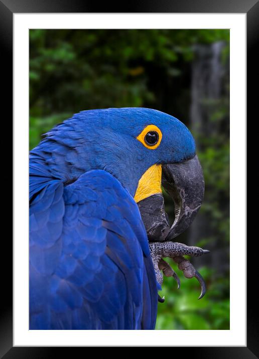 Hyacinth Macaw Framed Mounted Print by Arterra 