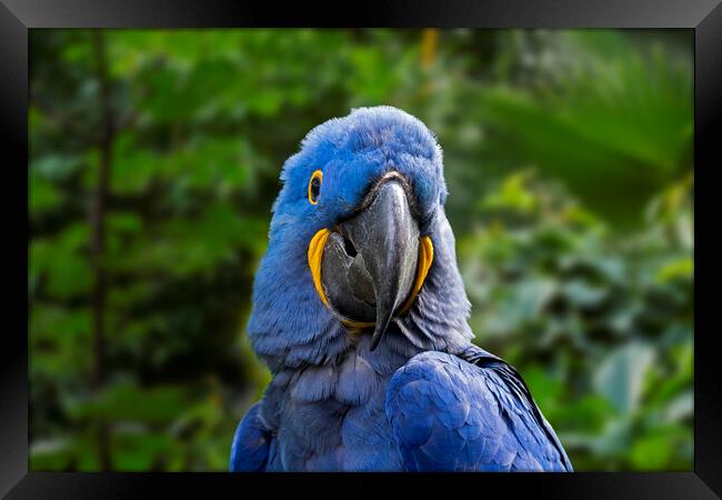 Hyacinth Macaw in Jungle Framed Print by Arterra 