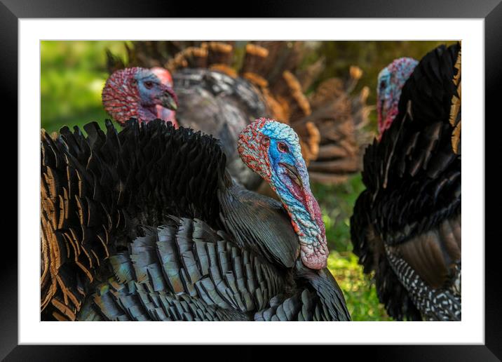 Wild Turkeys Framed Mounted Print by Arterra 