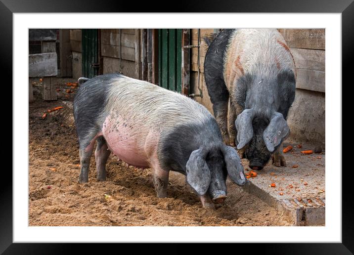 Two Swabian-Hall Swines at Farm Framed Mounted Print by Arterra 