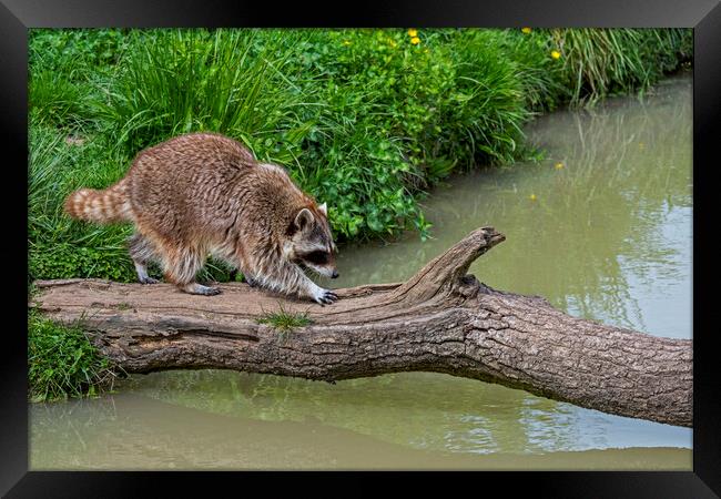 Raccoon Walking over Tree Trunk Framed Print by Arterra 