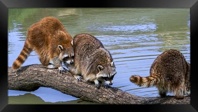 Three Raccoons Walking over Tree Trunk Framed Print by Arterra 