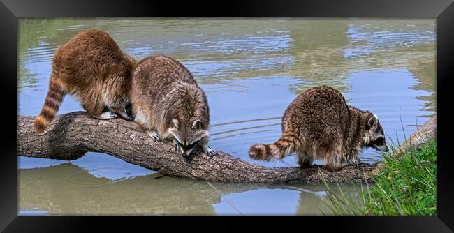 Three Raccoons on Tree Trunk in Pond Framed Print by Arterra 