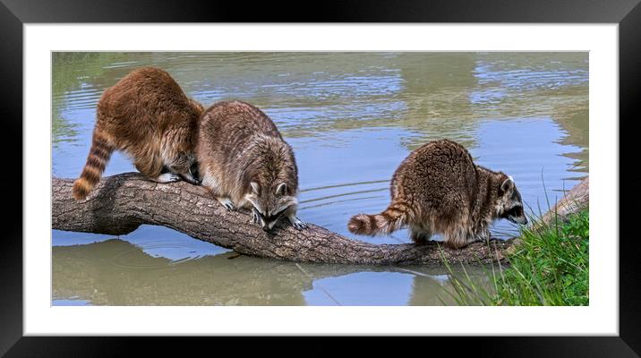 Three Raccoons on Tree Trunk in Pond Framed Mounted Print by Arterra 