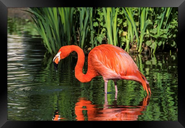 American flamingo Framed Print by Arterra 