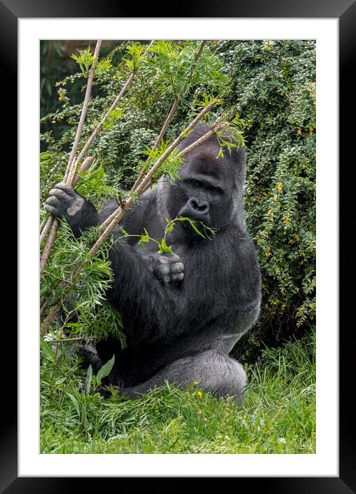 Eating Silverback Gorilla Framed Mounted Print by Arterra 