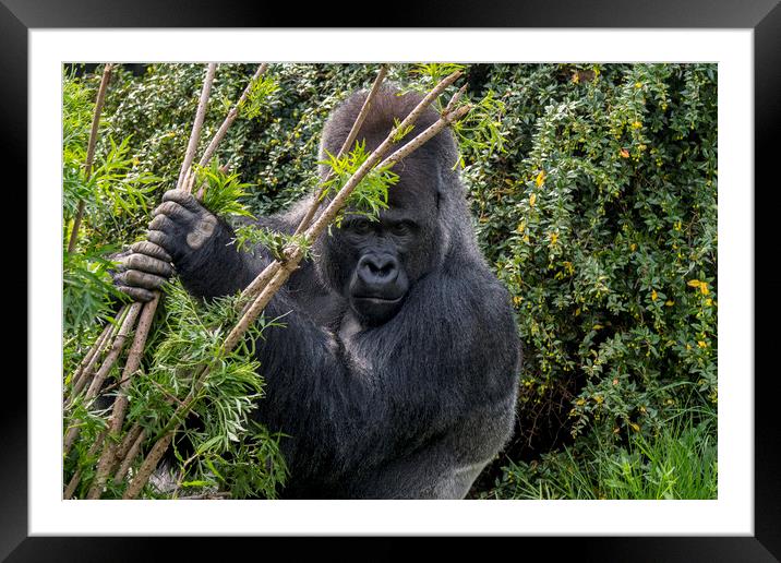 Silverback Gorilla in Forest Framed Mounted Print by Arterra 