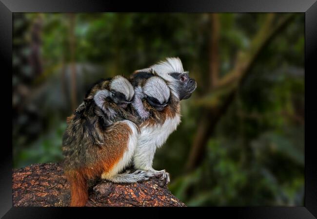 Crested Tamarin with Babies Framed Print by Arterra 
