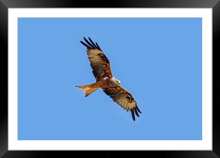 Red Kite Flying Framed Mounted Print by Arterra 