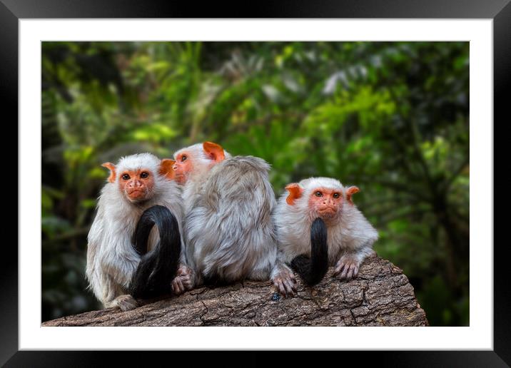 Silvery Marmosets in Rain Forest Framed Mounted Print by Arterra 