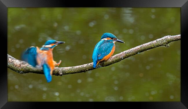 Two Young Kingfishers Framed Print by Arterra 