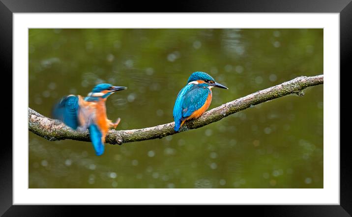 Two Young Kingfishers Framed Mounted Print by Arterra 