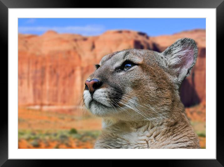 Mountain Lion in Arizona Framed Mounted Print by Arterra 