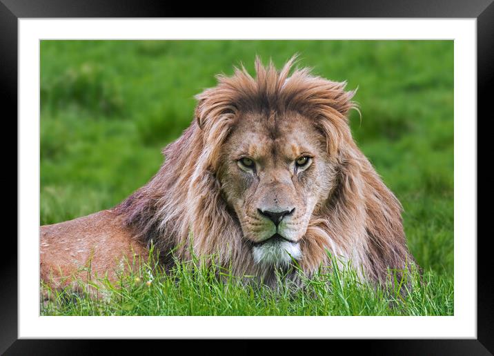 Barbary Lion Framed Mounted Print by Arterra 